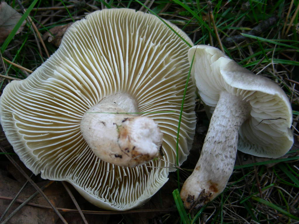 Tricholoma ... var .... fo ....